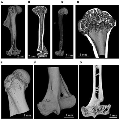 Micro-CT Study of Mongolian Gerbil Humeral Bone After Prolonged Spaceflight Based on a New Algorithm for Delimitation of Long-Bone Regions